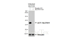 Anti-xCT / SLC7A11 antibody [HL5658] used in Western Blot (WB). GTX646467