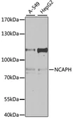 Anti-BRRN1 antibody used in Western Blot (WB). GTX64648