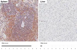 Anti-SHIP1 antibody [HL5681] used in IHC (Paraffin sections) (IHC-P). GTX646490