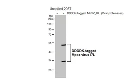 Anti-Mpox virus I7L antibody [HL5688] used in Western Blot (WB). GTX646497