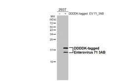 Anti-Enterovirus 71 3B antibody [HL5692] used in Western Blot (WB). GTX646523
