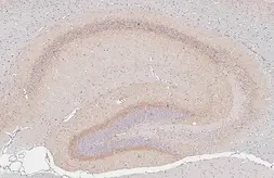 Anti-Cannabinoid receptor 1 antibody [HL5708] used in IHC (Paraffin sections) (IHC-P). GTX646539