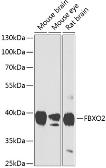 Anti-FBXO2 antibody used in Western Blot (WB). GTX64655