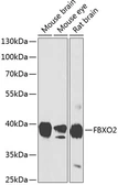 Anti-FBXO2 antibody used in Western Blot (WB). GTX64655