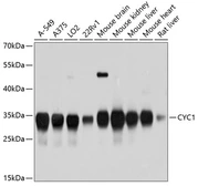 Anti-CYC1 antibody used in Western Blot (WB). GTX64666