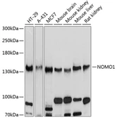 Anti-NOMO1 antibody used in Western Blot (WB). GTX64667