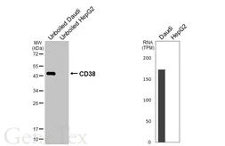 Anti-CD38 antibody [HL5737] used in Western Blot (WB). GTX646688