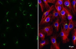 Anti-UXS1 antibody [HL5750] used in Immunocytochemistry/ Immunofluorescence (ICC/IF). GTX646701