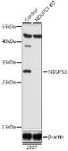 Anti-NDUFS3 antibody used in Western Blot (WB). GTX64675