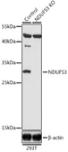 Anti-NDUFS3 antibody used in Western Blot (WB). GTX64675