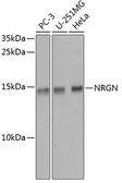 Anti-Neurogranin antibody used in Western Blot (WB). GTX64685