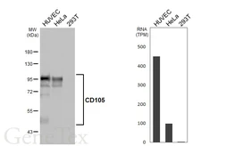 Anti-CD105 antibody [HL5785] used in Western Blot (WB). GTX646856