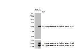 Anti-Japanese encephalitis virus NS1' antibody [HL5789] used in Western Blot (WB). GTX646860