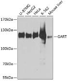 Anti-GART antibody used in Western Blot (WB). GTX64700