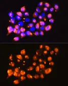 Anti-EPB41L2 antibody used in Immunocytochemistry/ Immunofluorescence (ICC/IF). GTX64708