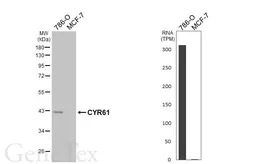 Anti-CYR61 antibody [HL5836] used in Western Blot (WB). GTX647154