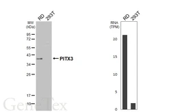 Anti-PITX3 antibody [HL5853] used in Western Blot (WB). GTX647171