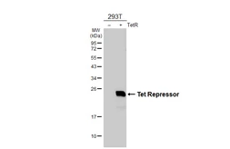 Anti-Tet Repressor antibody [HL5875] used in Western Blot (WB). GTX647199