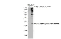 Anti-GSK3 beta (phospho Thr390) antibody [HL5893] used in Western Blot (WB). GTX647217