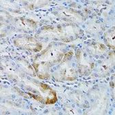 Anti-MAP1 antibody used in IHC (Paraffin sections) (IHC-P). GTX64722