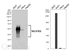 Anti-TACSTD2 antibody [HL5900] used in Western Blot (WB). GTX647224