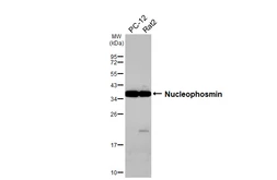 Anti-Nucleophosmin antibody [HL5905] used in Western Blot (WB). GTX647229