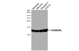 Anti-SH3BGRL antibody [HL5921] used in Western Blot (WB). GTX647246