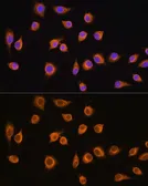 Anti-SLC20A1 antibody used in Immunocytochemistry/ Immunofluorescence (ICC/IF). GTX64727