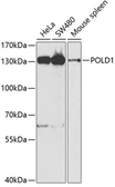 Anti-DNA polymerase delta antibody used in Western Blot (WB). GTX64730