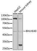 Anti-SHARP2 antibody used in Western Blot (WB). GTX64734