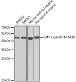 Anti-GITRL antibody used in Western Blot (WB). GTX64735