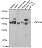 Anti-Sts1 antibody used in Western Blot (WB). GTX64736