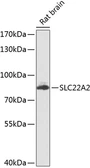 Anti-SLC22A2 antibody used in Western Blot (WB). GTX64738