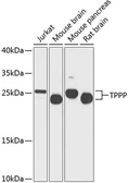Anti-TPPP antibody used in Western Blot (WB). GTX64740