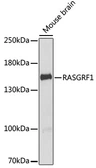 Anti-RASGRF1 antibody used in Western Blot (WB). GTX64744