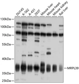 Anti-MRPL39 antibody used in Western Blot (WB). GTX64754