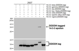 Anti-14-3-3 epsilon antibody [HL5944] used in Western Blot (WB). GTX647556