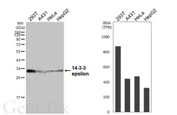 Anti-14-3-3 epsilon antibody [HL5944] used in Western Blot (WB). GTX647556