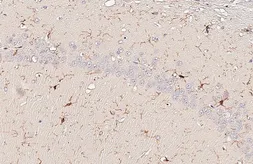 Anti-Iba1 antibody [GT10312-CHK] used in IHC (Paraffin sections) (IHC-P). GTX647615