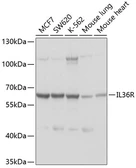 Anti-IL1RL2 antibody used in Western Blot (WB). GTX64778