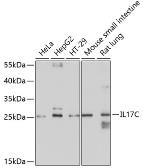 Anti-IL17C antibody used in Western Blot (WB). GTX64783