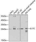 Anti-IL17C antibody used in Western Blot (WB). GTX64783
