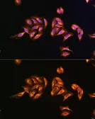 Anti-MRPS27 antibody used in Immunocytochemistry/ Immunofluorescence (ICC/IF). GTX64786