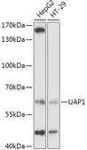 Anti-UAP1 antibody used in Western Blot (WB). GTX64787