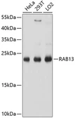 Anti-RAB13 antibody used in Western Blot (WB). GTX64803