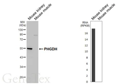Anti-PHGDH antibody [HL6006] used in Western Blot (WB). GTX648080