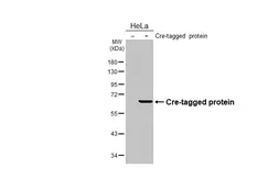 Anti-Cre recombinase antibody [HL6019] used in Western Blot (WB). GTX648093