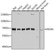 Anti-RIC8A antibody used in Western Blot (WB). GTX64811