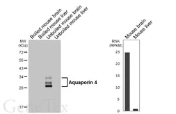Anti-Aquaporin 4 antibody [HL6037] used in Western Blot (WB). GTX648111