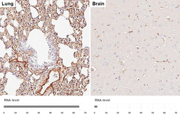 Anti-Caveolin 1 antibody [HL6039] used in IHC (Paraffin sections) (IHC-P). GTX648113